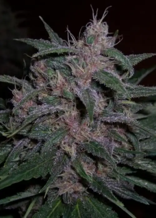 Original Blueberry by BC Bud Depot, Photoperiod cannabis strain