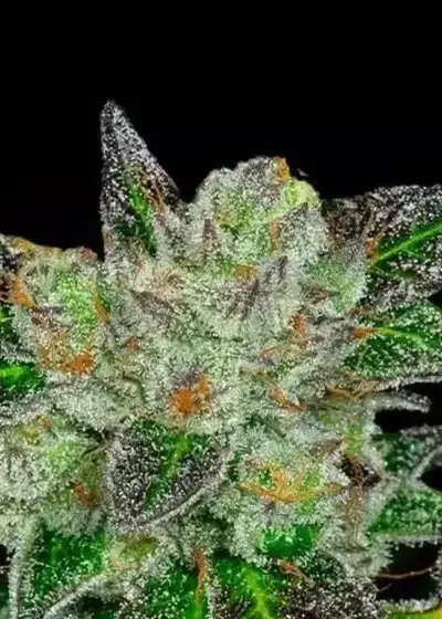 Original GB by GB Strains, Photoperiod cannabis strain
