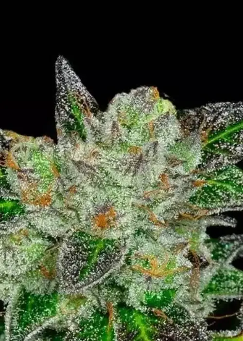 Original GB by GB Strains, Photoperiod cannabis strain