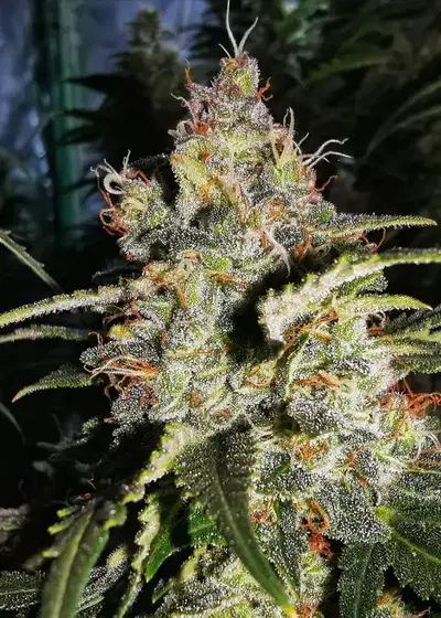 Original Glue (aka Gorilla Glue #4) by Aztech, Photoperiod cannabis strain