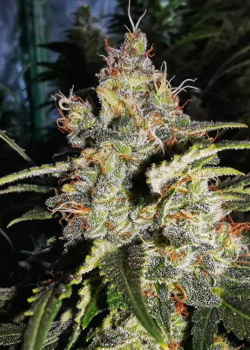 Original Glue (aka Gorilla Glue #4) by Aztech, Photoperiod cannabis strain
