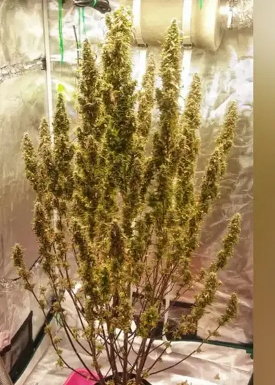 Original Glue Auto (aka Gorilla Glue #4 auto) by Aztech, Autoflower cannabis strain