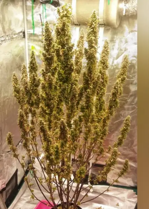Original Glue Auto (aka Gorilla Glue #4 auto) by Aztech, Autoflower cannabis strain