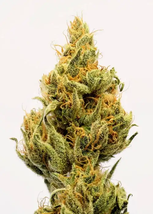 Original Haze Colombian IBL by Authentic Genetics, Photoperiod cannabis strain