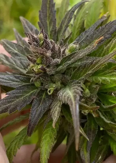 Original Haze (Purple Phenotype) IBL by Authentic Genetics, Photoperiod cannabis strain