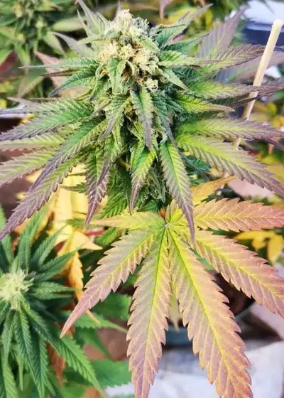 Original Orange Bud by BulkSeedBank, Photoperiod cannabis strain