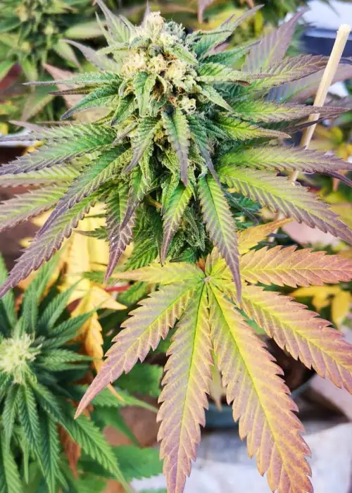 Original Orange Bud by BulkSeedBank, Photoperiod cannabis strain