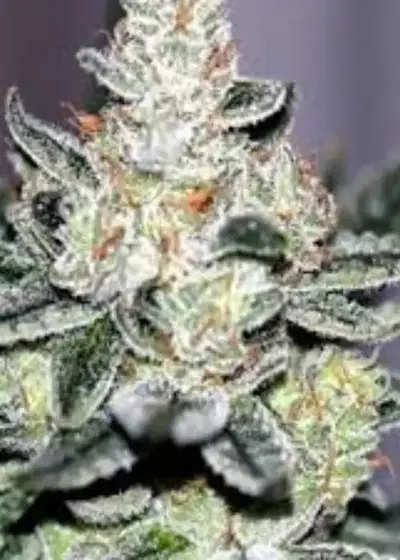 Original Sin by SinCity Seeds, Photoperiod cannabis strain