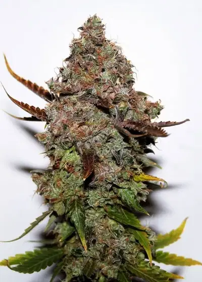 Original Skunk #1 by Canuk Seeds, Photoperiod cannabis strain