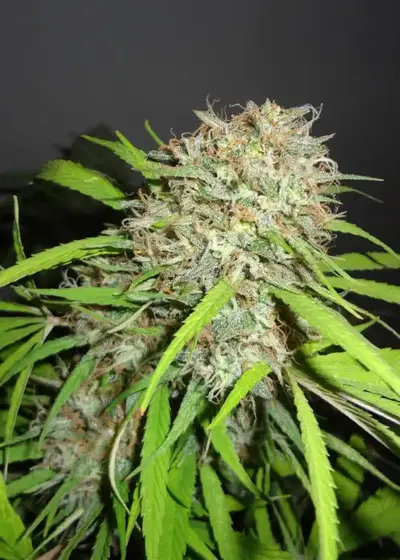 Original Skunk Express Auto by Phoenix Seeds, Autoflower cannabis strain