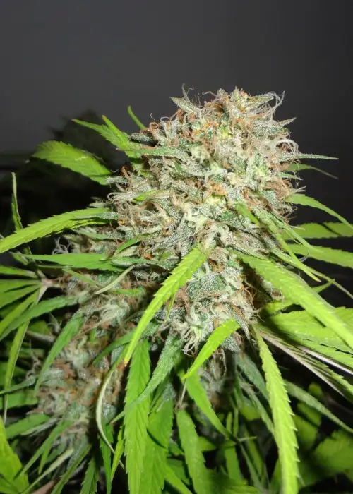Original Skunk Express Auto by Phoenix Seeds, Autoflower cannabis strain