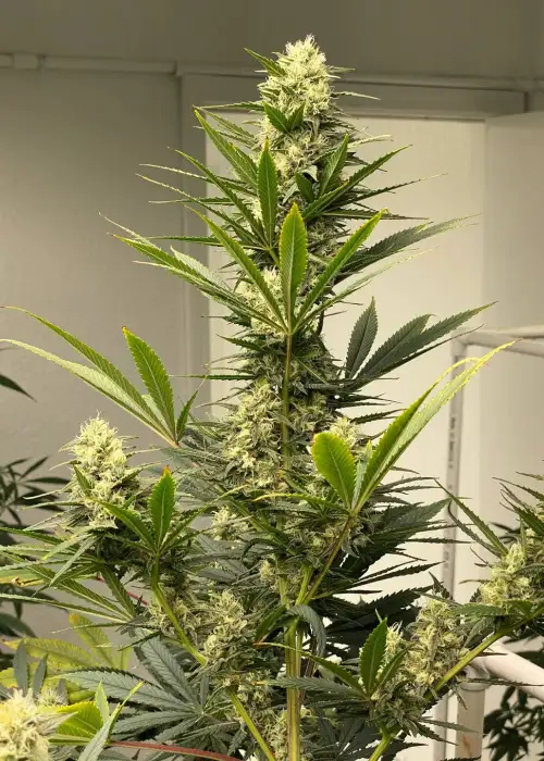 Original Skunk No.1 by Authentic Genetics, Photoperiod cannabis strain