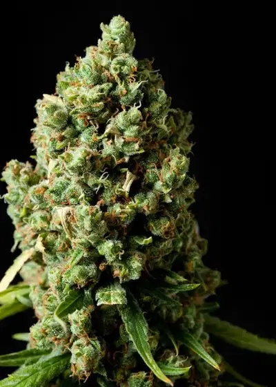 Original Skunk by Crop King Seeds, Photoperiod cannabis strain