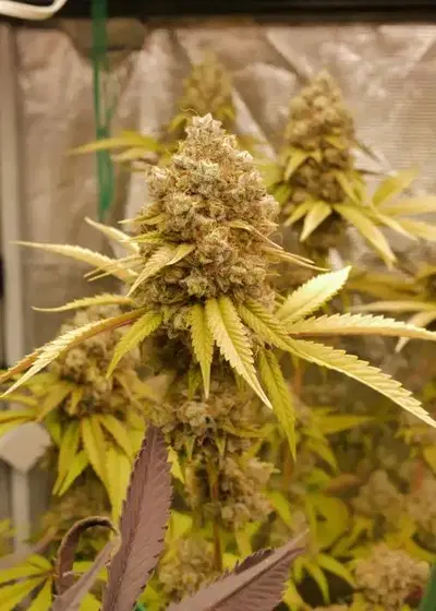 Original Sour Diesel x Pablo’s Revenge by Clearwater Genetics, Photoperiod cannabis strain