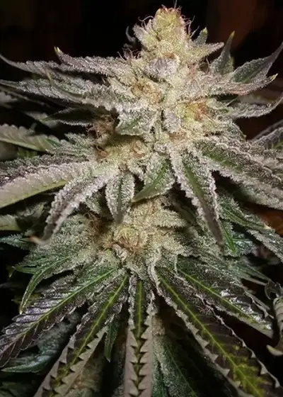 Original Sour Diesel by The Cali Connection, Photoperiod cannabis strain