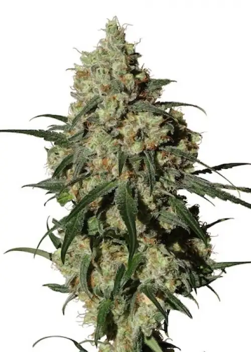 Orinoco (OR-1) by MM Genetics, Photoperiod cannabis strain