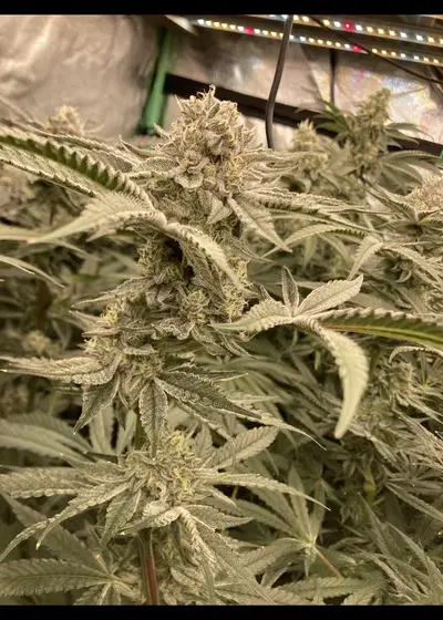 Orkle by In House Genetics, Photoperiod cannabis strain