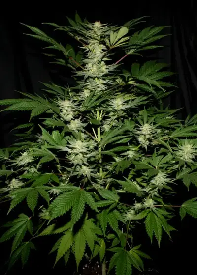 Ortega by Mr.Nice, Photoperiod cannabis strain