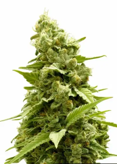 Outdoor Hurricane by Keraseeds, Photoperiod cannabis strain