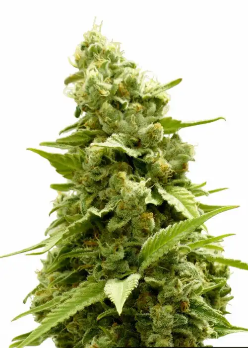 Outdoor Hurricane by Keraseeds, Photoperiod cannabis strain