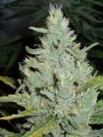 OutLaw by Dutch Passion, Photoperiod cannabis strain