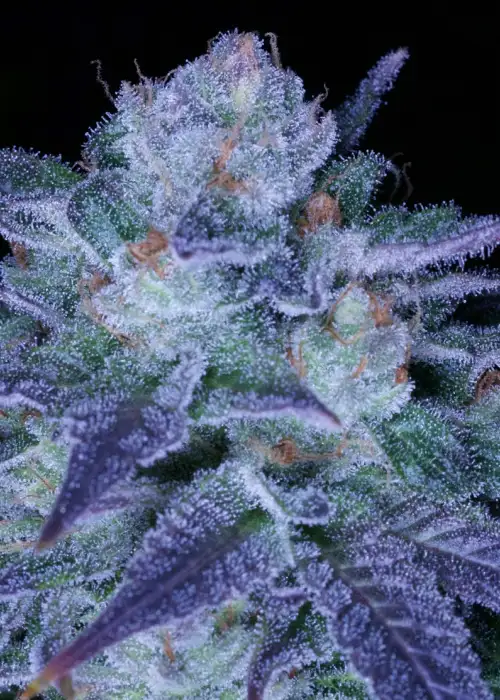 Over FLO by Archive Seed Bank, Photoperiod cannabis strain