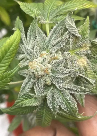 Over Soul by Gage Green, Photoperiod cannabis strain