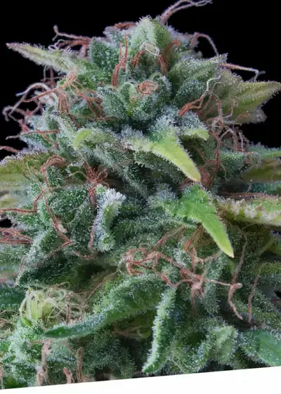 Oxus by Exclusive Seeds Bank, Photoperiod cannabis strain
