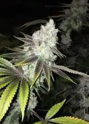 OZ Kush by Dying Breed Seeds, Photoperiod cannabis strain