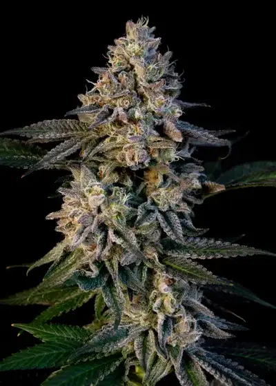P.C.R. by Art Genetix, Photoperiod cannabis strain