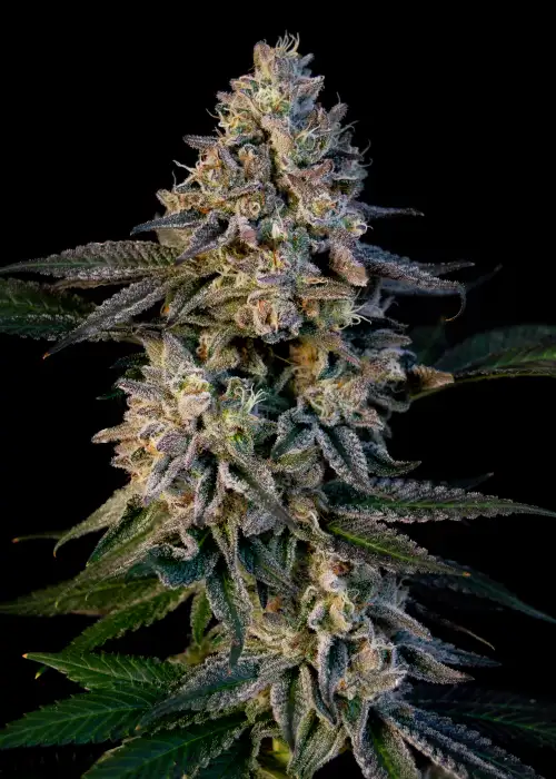 P.C.R. by Art Genetix, Photoperiod cannabis strain