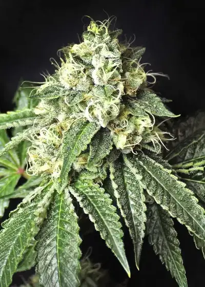 Pablo Escobar by Divine Seeds, Photoperiod cannabis strain