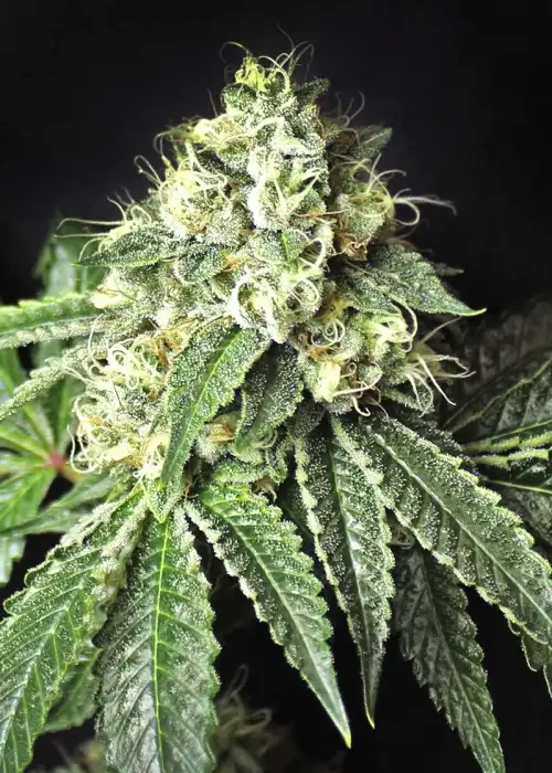 Pablo Escobar by Divine Seeds, Photoperiod cannabis strain