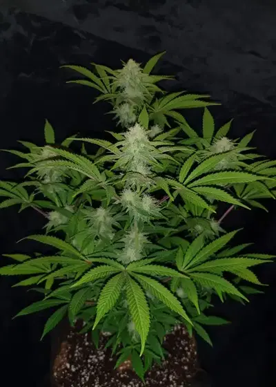 Pacific Surfliner OG Auto by Aztech, Autoflower cannabis strain