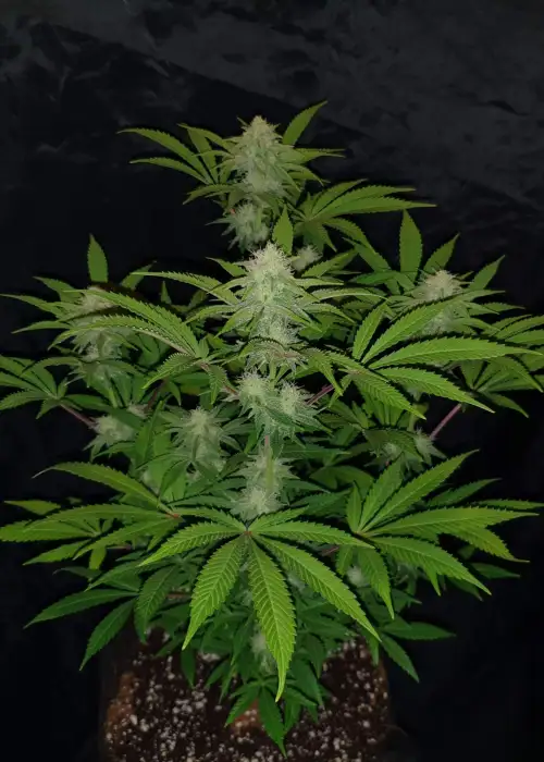 Pacific Surfliner OG Auto by Aztech, Autoflower cannabis strain