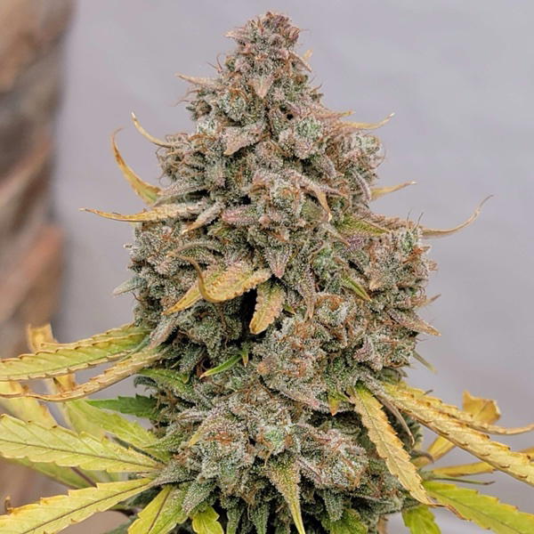 Padawine by Brothers In Farms, Autoflower cannabis strain