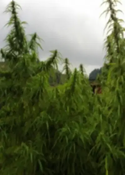 Pahari Farmhouse by The Real Seed Company, Photoperiod cannabis strain