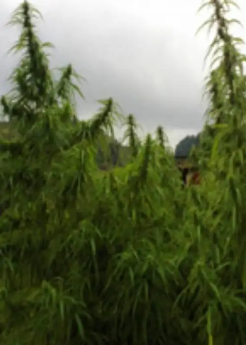 Pahari Farmhouse by The Real Seed Company, Photoperiod cannabis strain