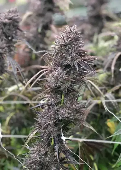 Pai Gow by Atlas Seed, Photoperiod cannabis strain