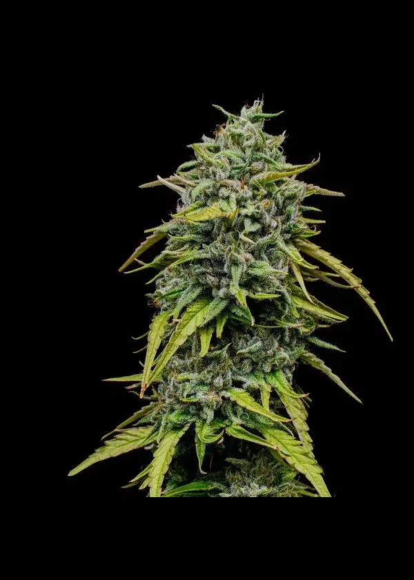 Painkiller XL by Royal Queen Seeds, Photoperiod cannabis strain