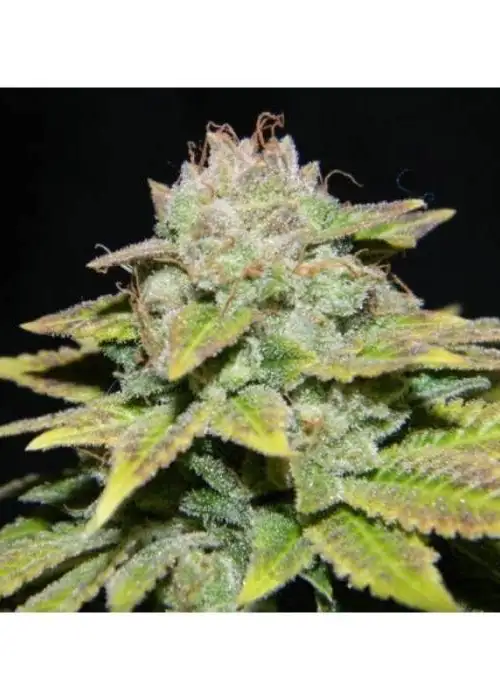 PainKiller by Dr. Underground, Photoperiod cannabis strain