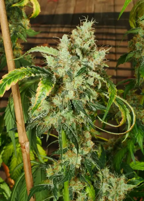 Pak Man by Mass Medical Strains, Photoperiod cannabis strain