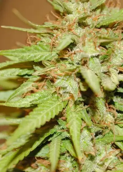 Pakistan Chitral Kush by ACE Seeds, Photoperiod cannabis strain