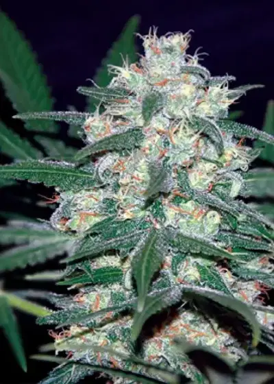 Pakistan Valley by World of Seeds, Photoperiod cannabis strain
