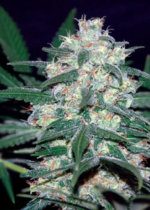 Pakistan Valley by World of Seeds, Photoperiod cannabis strain