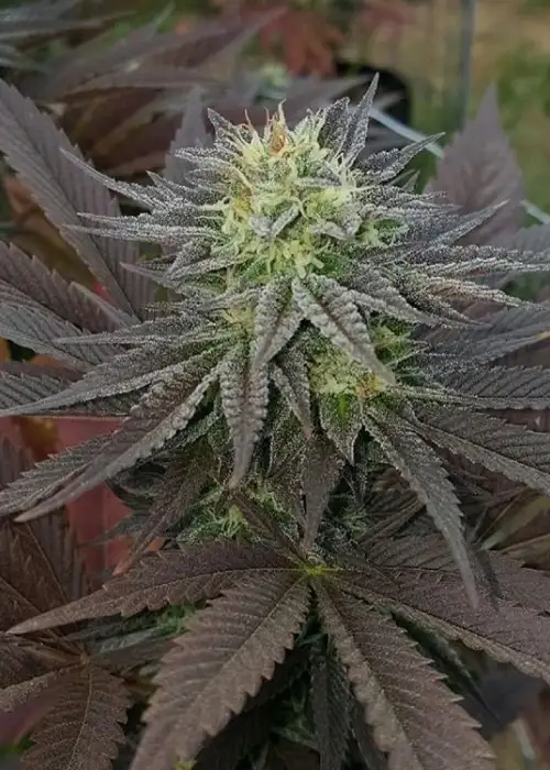 Palpatine by Dungeons Vault Genetics, Photoperiod cannabis strain