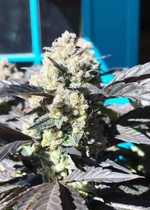 Pan Dragon by Dragons Flame Genetics, Photoperiod cannabis strain