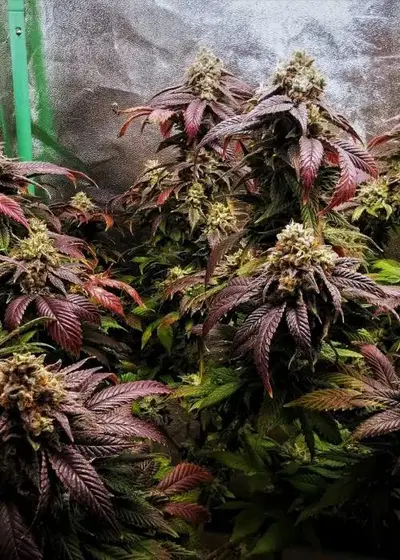 Panama Dragon BX4 by 7 East Genetics, Photoperiod cannabis strain