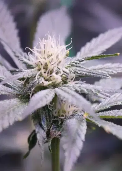 Panama Kush by The Bank Genetics, Photoperiod cannabis strain