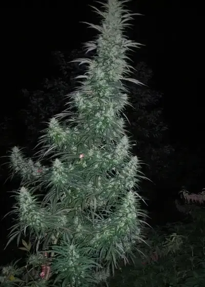 Panama Lime by Flash Seeds, Autoflower cannabis strain
